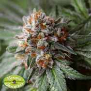 Karma Genetics Seeds Rado Biker