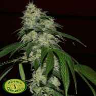 Karma Genetics Limited Seeds Rado Banger