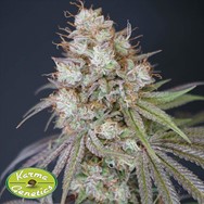 Karma Genetics Seeds Rocket Juice