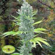 Karma Genetics Seeds SSSDH X Jack