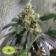 Karma Genetics Seeds Sherb Biker