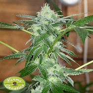 Karma Genetics Seeds Sherb Tini