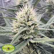 Karma Genetics Seeds Silver Sour