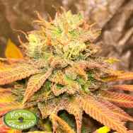 Karma Genetics Seeds Smoke Trails