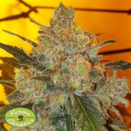 Karma Genetics Seeds Sour Ananas