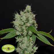 Karma Genetics Seeds Sour Josh