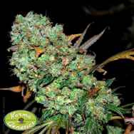 Karma Genetics Seeds Sour Leda