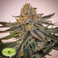 Karma Genetics Seeds Sour Melon