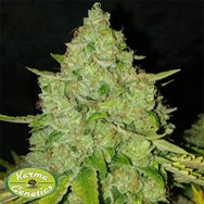 Karma Genetics Seeds Sour Rado