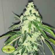 Karma Genetics Seeds Sour Diesel Bx2