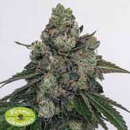 Karma Genetics Seeds Sour Froots