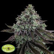 Karma Genetics Seeds Sour Gum