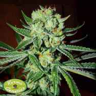 Karma Genetics Seeds Sour Silverback
