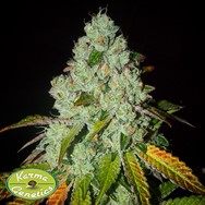 Karma Genetics Seeds Sowahh Sherb