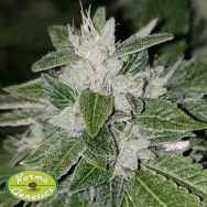 Karma Genetics Seeds Sowahh