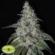 Karma Genetics Seeds StrawBanana Cream LTD