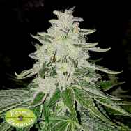 Karma Genetics Seeds Strawberry Rado