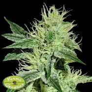 Karma Genetics Seeds Sweatband OG