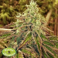 Karma Genetics Seeds Sweets