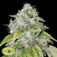 Karma Genetics Seeds Sweets Biker