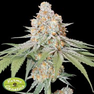 Karma Genetics Seeds Sweets Tini