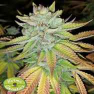 Karma Genetics Seeds Tha Melon