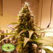 Karma Genetics Seeds Wheres My Bike V2