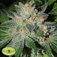 Karma Genetics Seeds White Beelze Bubba LTD