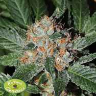 Karma Genetics Seeds White Biker LTD