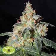 Karma Genetics Seeds White Sage LTD