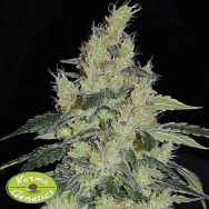 Karma Genetics Seeds White Snake LTD