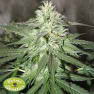 Karma Genetics Seeds White TangHaze Outerspace LTD