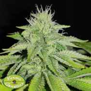 Karma Genetics Seeds Zi Melon