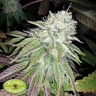 Karma Genetics Seeds Zour Lemon