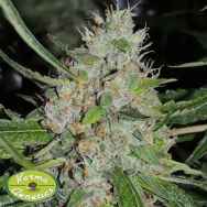 Karma Genetics Seeds C99bx x Biker