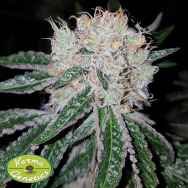 Karma Genetics Seeds Skullcap