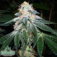 Katsu Bluebird Seeds Bubbas Breath