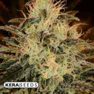 Kera Seeds American Stafford