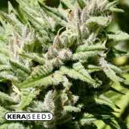 Kera Seeds CBD Black Beauty