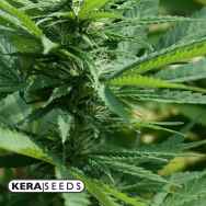 Kera Seeds CBD Black Diamond