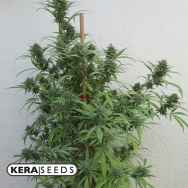 Kera Seeds CBD Harelquin