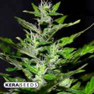 Kera Seeds Gelato