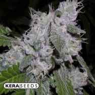 Kera Seeds Zkittels