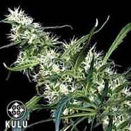 Kulu Seeds Mango