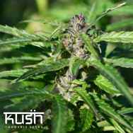 Kush Cannabis Seeds Gelato Kush