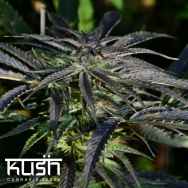 Kush Cannabis Seeds Strawberry Banana Kush