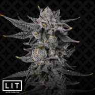 LIT Farms Seeds Black Rainbow