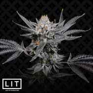 LIT Farms Seeds Double Rainbow Sherb