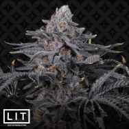 LIT Farms Seeds Flava Flav