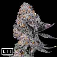 LIT Farms Seeds Gas Cream Runtz